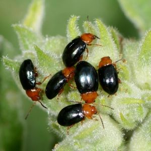 bugs on leaf