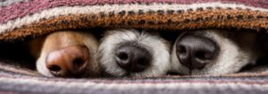 Puppy noses under blanket
