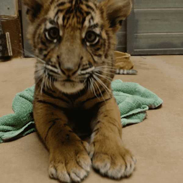 tiger pawing at camera