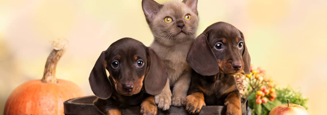 Puppies and kittens in a basket