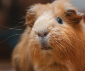 guinea pig