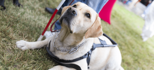 Pet Guidance For Rental Properties Applyconnect